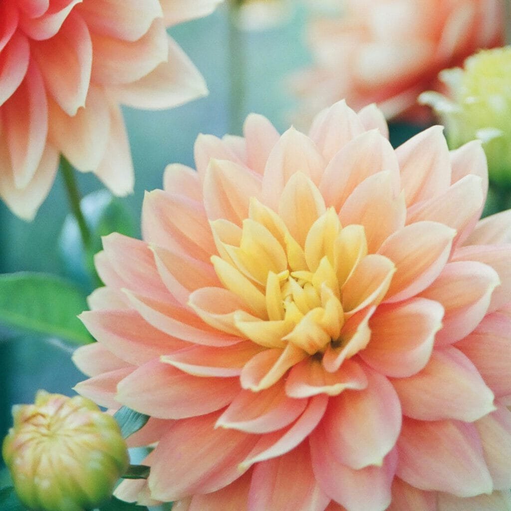 mcn_flowers